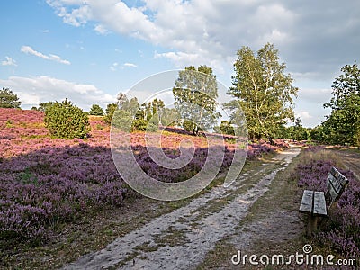 Hiking trail and bench at the landscape of Lueneburg Heath, Lower Saxony, Germany Stock Photo