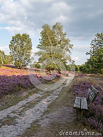 Hiking trail and bench at the landscape of Lueneburg Heath, Lower Saxony, Germany Stock Photo