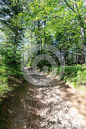 Hiking trail in Beskid Sadecki in Poland on sunny day in summer, mountain landscape Stock Photo