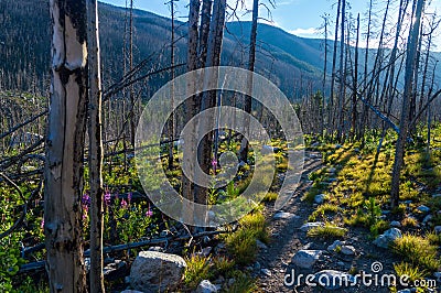 A hiking trail through burned trees in the Custer National Forest, Montana, USA Stock Photo