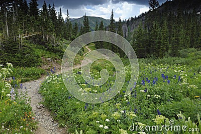 Hiking trail in Colorado Rocky Mountains Stock Photo