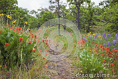 Hiking Trail in Columbia River Gorge in Spring Stock Photo