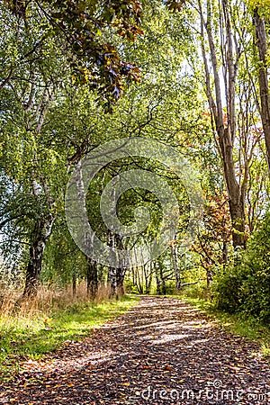 Hiking trail covered with fallen leaves in a park between bushes Stock Photo