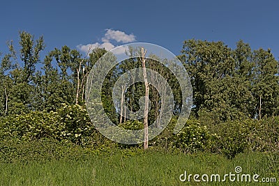 Durmmeersen nature reserve in spring. Ghent, Flanders, Belgium Stock Photo