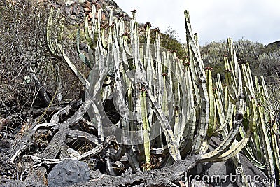 Hiking trail at the famous canyon Barranco del Infierno in Adeje in the South of Tenerife with many cacti in front Stock Photo