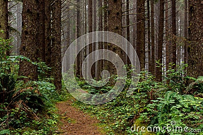 Hiking trail through foggy spruce forest Stock Photo