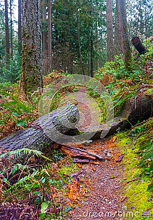 Hiking trail in forest with fallen tree Stock Photo