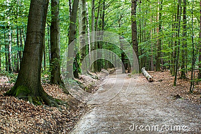 Hiking trail in the forest Stock Photo