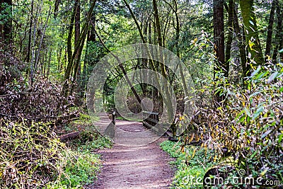 Hiking trail through the forests of Henry Cowell State Park, Santa Cruz mountains, San Francisco bay area, California Stock Photo