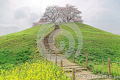 A hiking trail going up to the hilltop with beautiful sakura tree blossoms and green grassy meadows Stock Photo