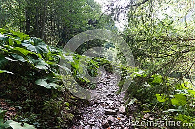 Hiking trail in green summer forest with sunshine, after rain Stock Photo