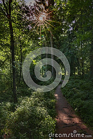 Hiking trail leading through dense green forest with the sun shining through the canopy Stock Photo