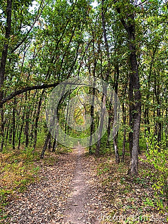 Hiking trail leading through forest in early autumn Stock Photo