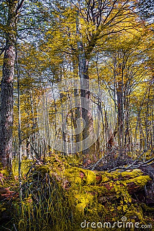 Hiking trail at magical austral Magellanic subpolar forests in T Stock Photo