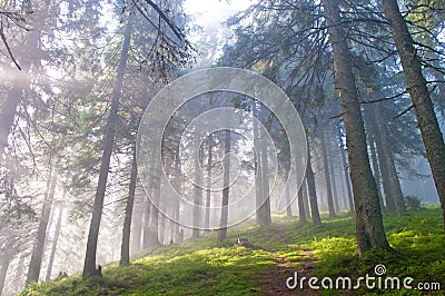 Hiking trail through the misty pine forest Stock Photo