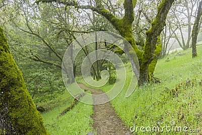 Hiking trail through moss covered trees on a foggy day, Castle Rock State park, San Francisco bay area, California Stock Photo