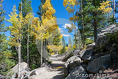 Hiking trail in the mountains lined with beautiful aspen trees Stock Photo