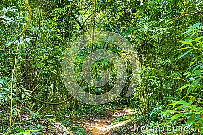 Hiking trail in natural tropical jungle forest Ilha Grande Brazil Stock Photo