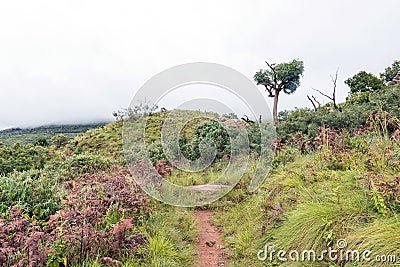 Hiking trail near Mahai passing a mountain cabbage tree Stock Photo