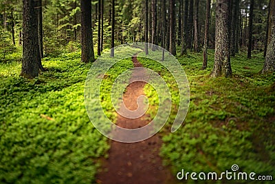 Hiking Trail Stock Photo