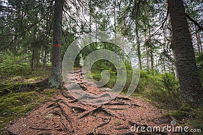 Hiking trail through a pine forest, overgrown in tree roots Stock Photo