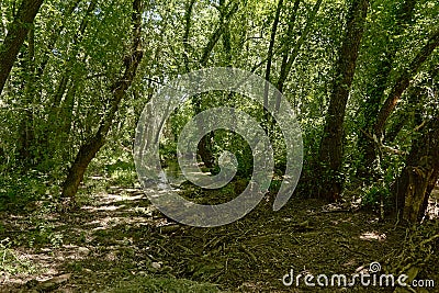 Path through a sunny forest in Sierra Norte de Sevilla, Spain Stock Photo