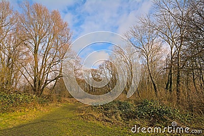 Hiking trail through a sunny winter forest in the Flemish countryside Stock Photo