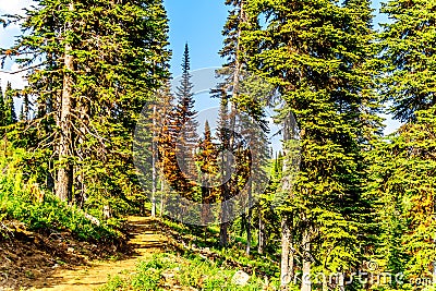 A hiking trail at Sun Peaks in British Columbia,Canada Stock Photo