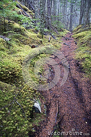 Hiking Trail - Tongass National Forest, Alaska Stock Photo