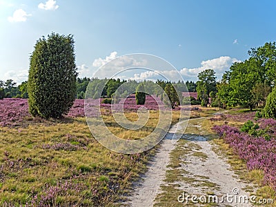 Hiking trail trough the landscape of Lueneburg Heath, Lower Saxony, Germany Stock Photo