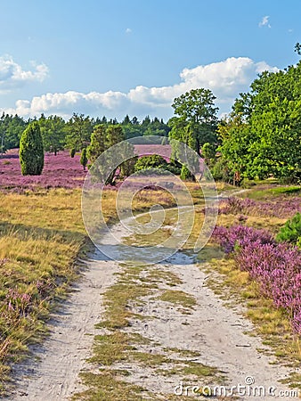 Hiking trail trough the landscape of Lueneburg Heath, Lower Saxony, Germany Stock Photo