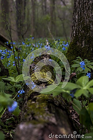 Hiking Trail and Virginia Bluebell Wildflowers - Ohio Stock Photo