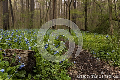 Hiking Trail and Virginia Bluebell Wildflowers - Ohio Stock Photo