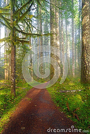 Hiking Trail in Washington State Park USA America Stock Photo