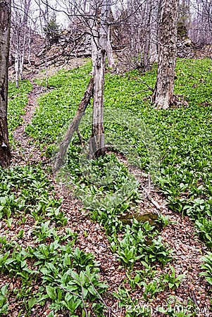 Hiking trail with wild garlic plants around Stock Photo