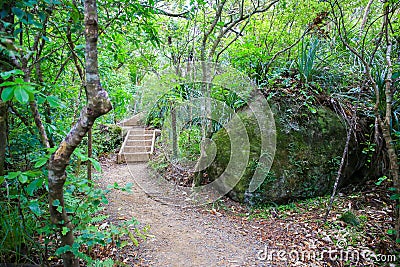 Hiking trail with wooden stairs, Mount Manaia. Stock Photo