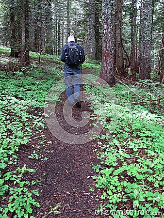 Hiking a trail through the woods n Oregon Editorial Stock Photo