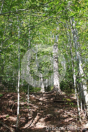 A steep path shadowed by leaves in the forest of Cape Breton in Autumn Stock Photo