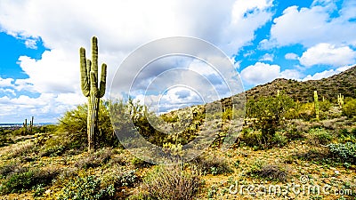 Hiking on the hiking trails surrounded by Saguaro, Cholla and other Cacti in the semi desert landscape of the McDowell Mountains Stock Photo