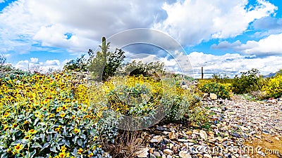 Hiking on the hiking trails surrounded by Saguaro, Cholla and Yellow Wildflowers in the desert landscape of the McDowell Mountains Stock Photo