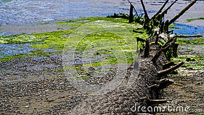 Fallen Trees With Spikes That Curved Which Look Like An Ancient Dinosaur Tail On The Pacific Northwest Puget Sound Beach At Tolmie Stock Photo