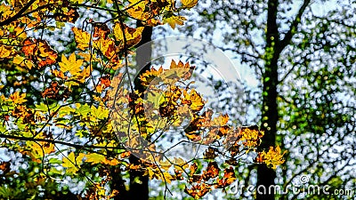 On The Way To Red Fiery Hot As The Maple Leaves Change Color In The West Hylebos Wetlands Park In Early Autumn, Federal Way, WA Stock Photo