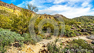 Hiking on the Wind Cave Trail of colorful Usery Mountain surrounded by Large Boulders, Saguaro and other Cacti Stock Photo