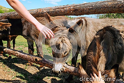 Children petting a domestic donkey in a farm pen Stock Photo