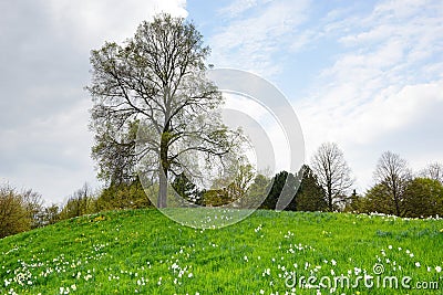 Hill with daffodils and lime tree Stock Photo