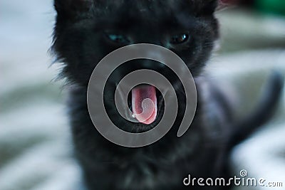 Kitten yawning with adorable expression. It symbolizes a good diet and the end of a day full of games and joy. Stock Photo