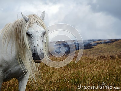 A portrait of a wild horse with a hill fire burning behind Stock Photo