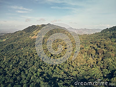 Hill with green trees Editorial Stock Photo