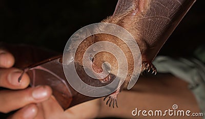 Hill Long-tongued Fruit Bat Macroglossus sobrinus Stock Photo
