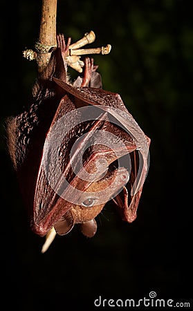 Hill Long-tongued Fruit Bat Macroglossus sobrinus Stock Photo